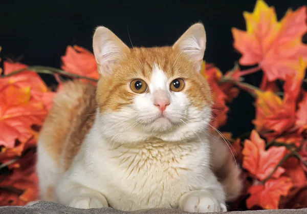 Cat with orange pumpkins and autumn leaves — Stock Photo, Image