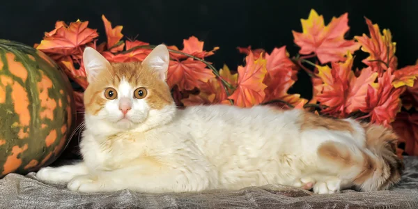 Gato com abóboras de laranja e folhas de outono — Fotografia de Stock