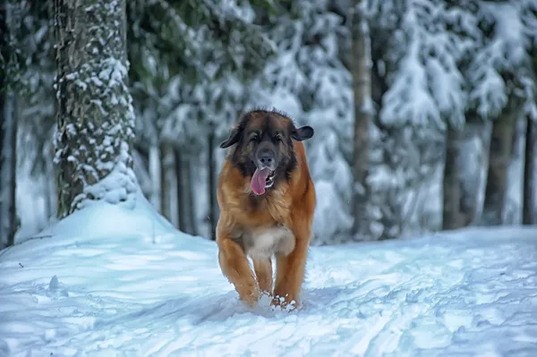 Leonberger perro — Foto de Stock