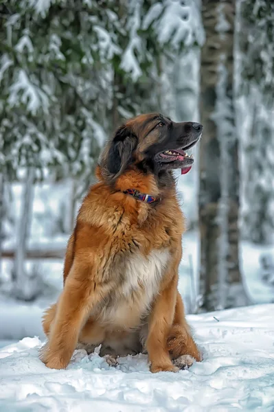 Леонбергерская собака — стоковое фото