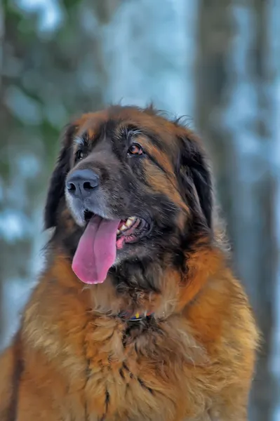 Leonberger perro —  Fotos de Stock