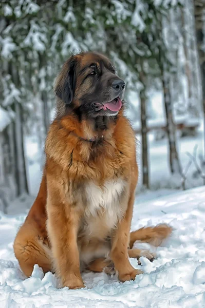 Leonberger 개 — 스톡 사진