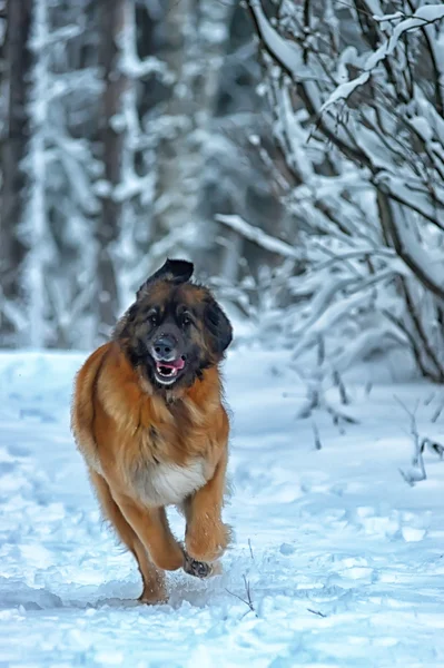 Leonberger Hund — Stockfoto