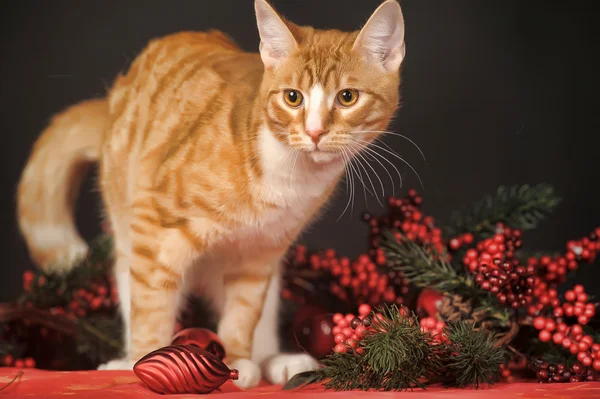 Yeni yıl arka plan üzerinde beyaz bir kedi ile güzel genç redhead — Stok fotoğraf