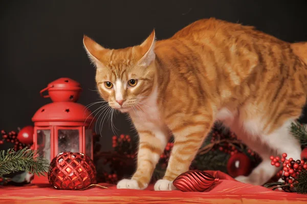 Yeni yıl arka plan üzerinde beyaz bir kedi ile güzel genç redhead — Stok fotoğraf