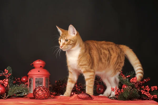 Mooie jonge roodharige met een witte kat op een new year's achtergrond — Stockfoto