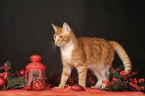 Beautiful young redhead with a white cat on a New Year's background — Stock Photo, Image