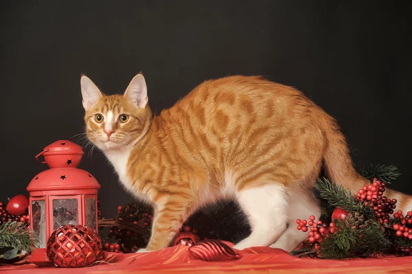 Mooie jonge roodharige met een witte kat op een new year's achtergrond — Stockfoto