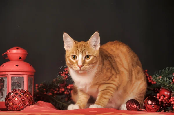 Ruiva jovem bonita com um gato branco no fundo de um Ano Novo — Fotografia de Stock