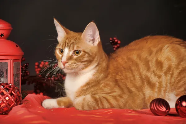 Bella giovane rossa con un gatto bianco sullo sfondo di un nuovo anno — Foto Stock