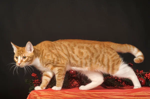 Beautiful young red white cat — Stock Photo, Image