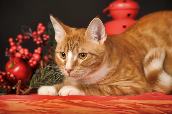 Bella giovane rossa con un gatto bianco sullo sfondo di un nuovo anno — Foto Stock
