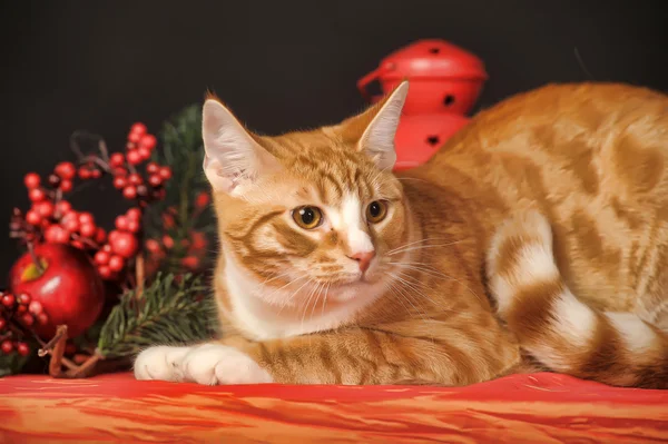 Ruiva jovem bonita com um gato branco no fundo de um Ano Novo — Fotografia de Stock