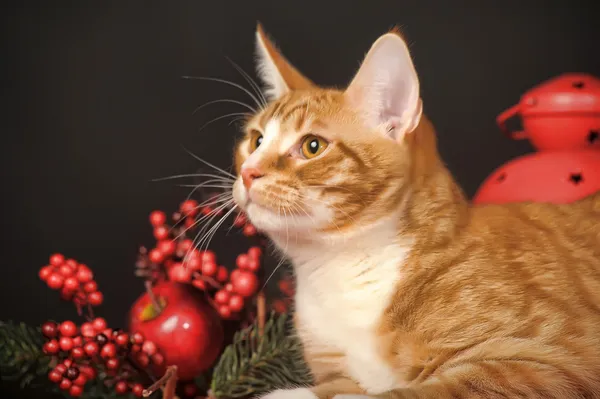 Belle jeune rousse avec un chat blanc sur fond de Nouvel An — Photo