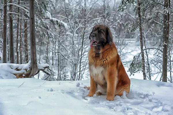 Leonberger hond — Stockfoto