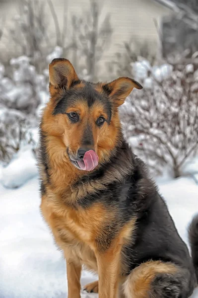 Hund im Winter — Stockfoto