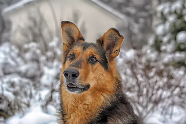 Hund im Winter — Stockfoto