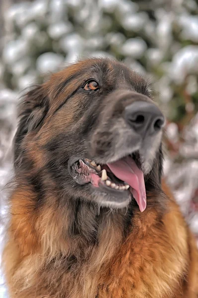 Leonberger hond — Stockfoto