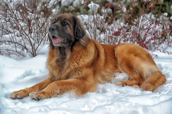 Leonberger, pies — Zdjęcie stockowe