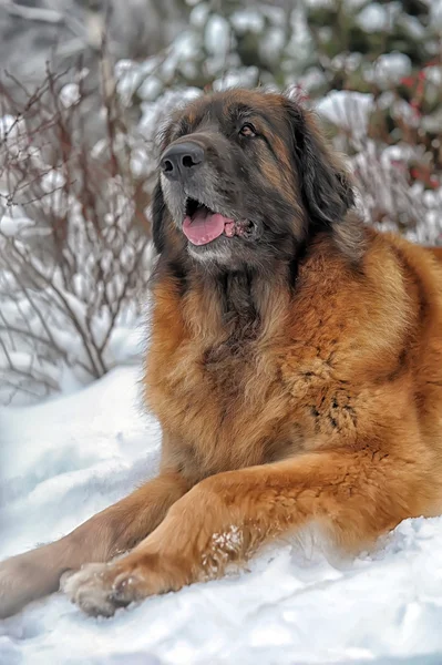 Leonberger, pies — Zdjęcie stockowe