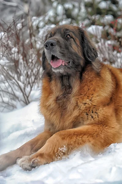 Leonberger cane — Foto Stock