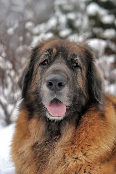 Cão Leonberger — Fotografia de Stock