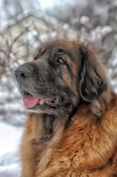 Leonberger hond — Stockfoto