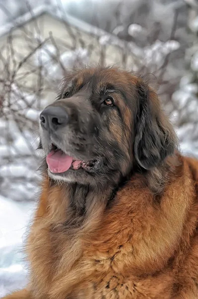 Leonberger dog — Stock Photo, Image