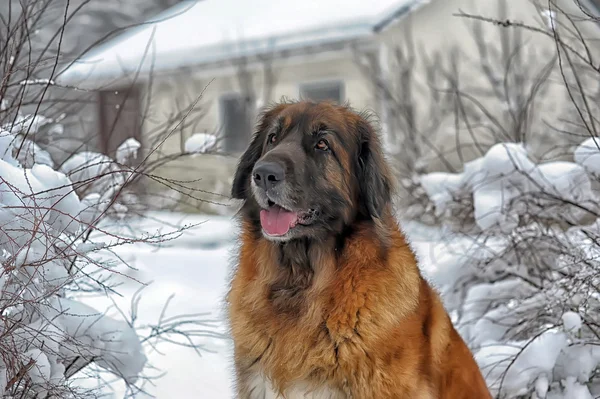 Leonberger chien — Photo