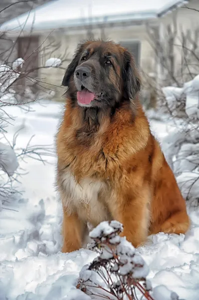 Leonberger, pies — Zdjęcie stockowe