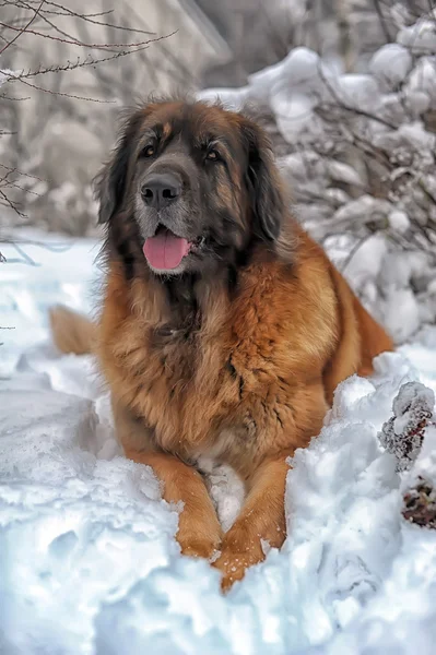 Leonberger chien — Photo