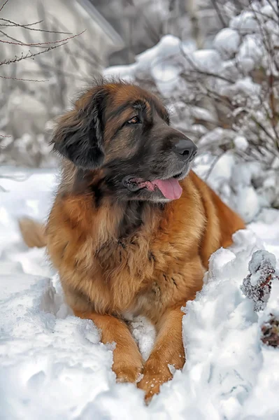 Leonberger Hund — Stockfoto