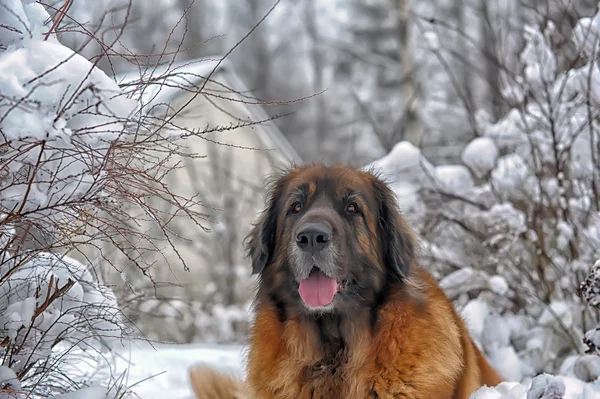 Leonberger Hund — Stockfoto