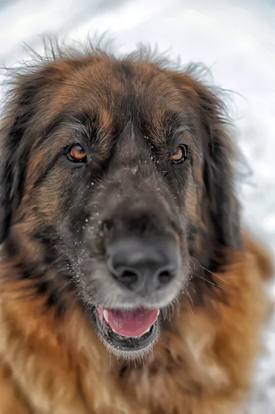 Leonberger köpek — Stok fotoğraf