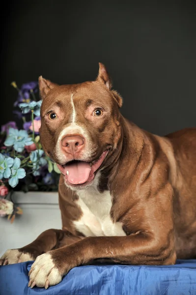 Pit Bull Terrier in studio with flowers — Stock Photo, Image