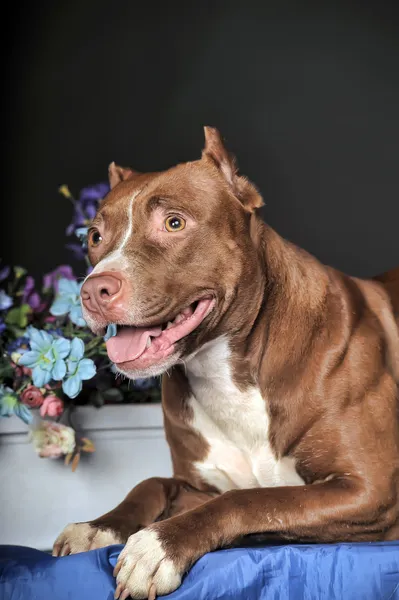 Pit Bull Terrier in studio with flowers — Stock Photo, Image