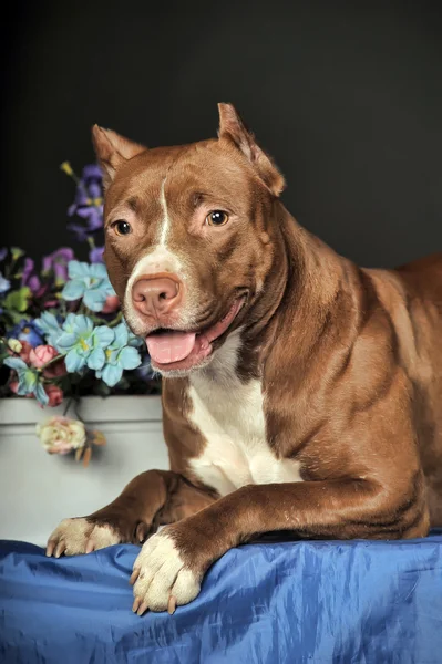 Pit Bull Terrier in studio with flowers — Stock Photo, Image