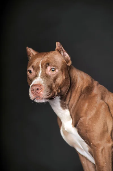 Pit Bull sobre un fondo oscuro — Foto de Stock