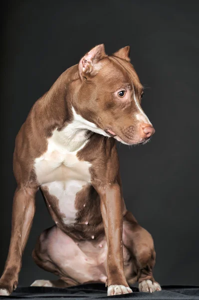 Pit Bull on a dark background — Stock Photo, Image