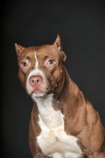 Pit Bull em um fundo escuro — Fotografia de Stock