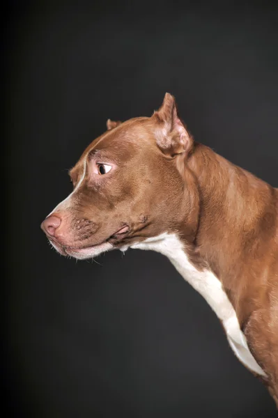 Pit Bull on a dark background — Stock Photo, Image