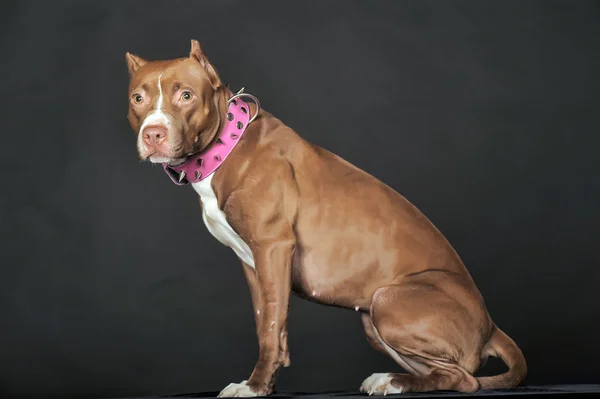 Pit Bull sobre un fondo oscuro — Foto de Stock