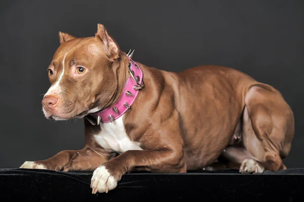 Pit Bull sur un fond sombre — Photo