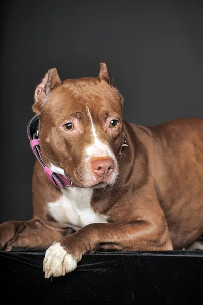 Pit Bull em um fundo escuro — Fotografia de Stock