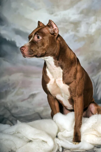 American staffordshire terrier — Stockfoto