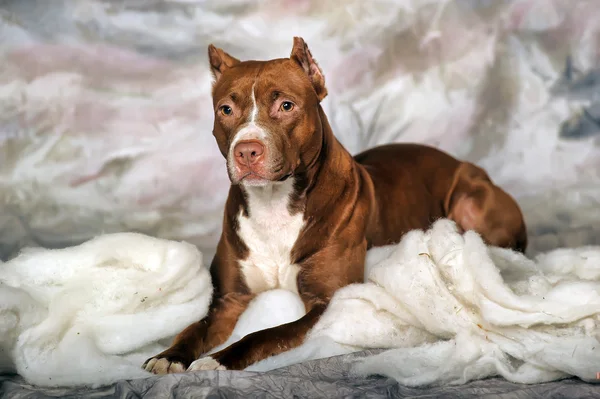 Αμερικανικό terrier staffordshire — Φωτογραφία Αρχείου