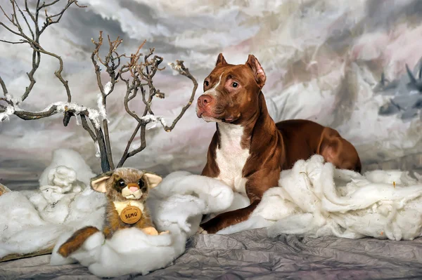 American staffordshire terrier dog — Stock Photo, Image