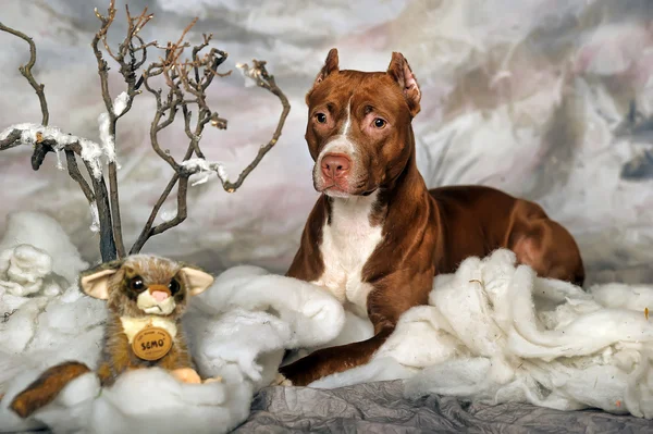 American staffordshire terrier dog — Stock Photo, Image