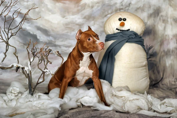 American staffordshire terrier dog — Stock Photo, Image