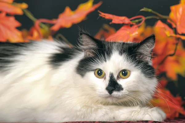 Kedi güz yaprakları — Stok fotoğraf